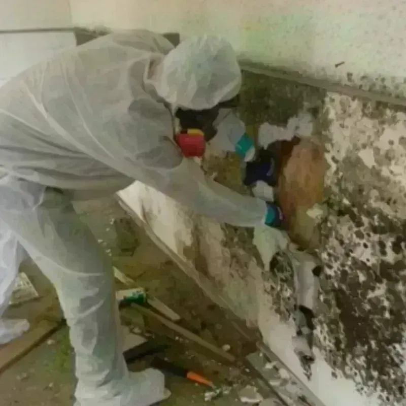 Mold Remediation and Removal in Fruitland, NC